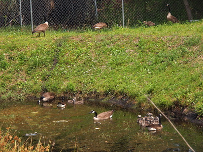 [The two families which normally visited the pond stayed together in the water while the newcomers circled the top.]